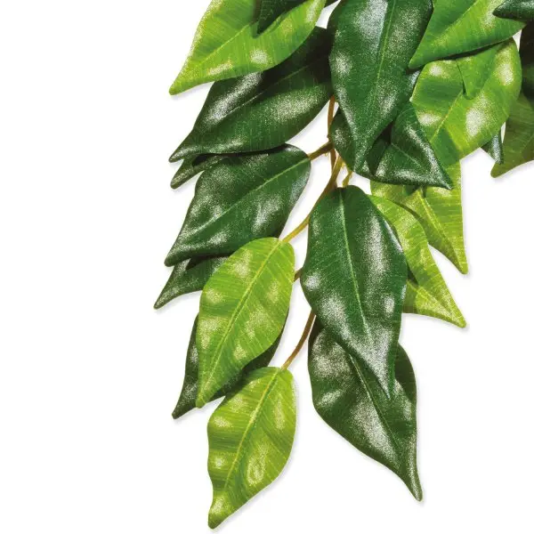 HAGEN Rostlina Ficus velká 70 cm Must-Have
