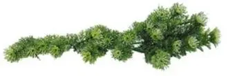 Bezpečná Platba Lucky Reptile Horn Fern 40 cm