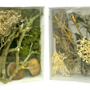 Jen Po Omezenou Doba Lucky Reptile Deco Set Jungle