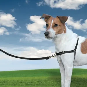 Nejlepší Volba PetSafe® Postroj EasyWalk černý S