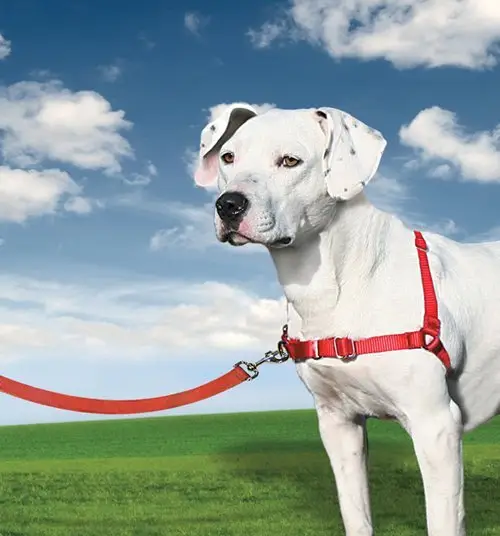 PetSafe® Postroj EasyWalk červený L Přímo Od Výrobce