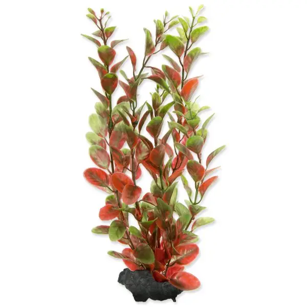 Rychlé Dodání Rostlina TETRA Red Ludwigia M