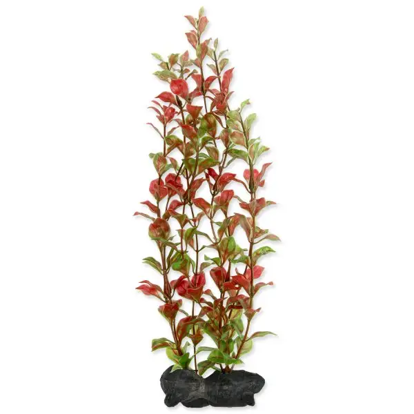 Rostlina TETRA Red Ludwigia L Finální Výprodej