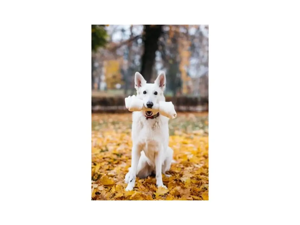Ověřený Buvolí uzel přírodní 33 cm PetsUp