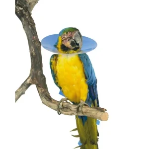 Nejprodávanější Límec ochranný plastový Bird Collar pro ptáky 10cm