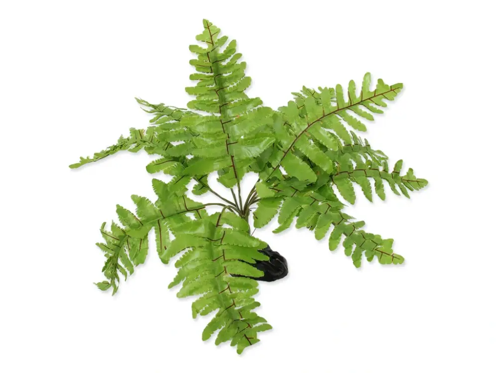 Nejlepší Volba Repti Planet Rostlina kapradí Nephrolepis 20 cm 1 ks